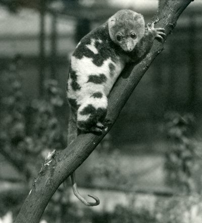 Ein gefleckter Kuskus schaut von einem Ast im Londoner Zoo herunter, September 1914 von Frederick William Bond